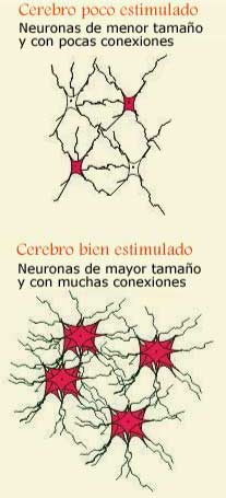 [neuronas_10[1].jpg]